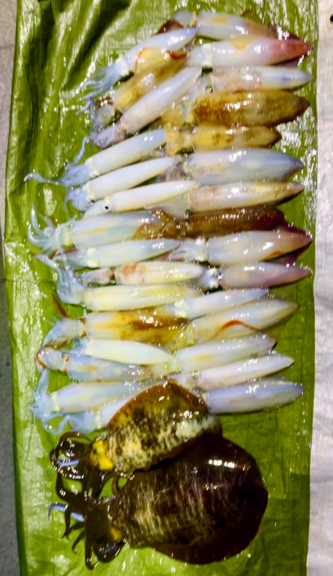 路亚海钓鱿鱼(鱿鱼路亚轮特点) 路亚海钓鱿鱼(鱿鱼路亚轮特点)