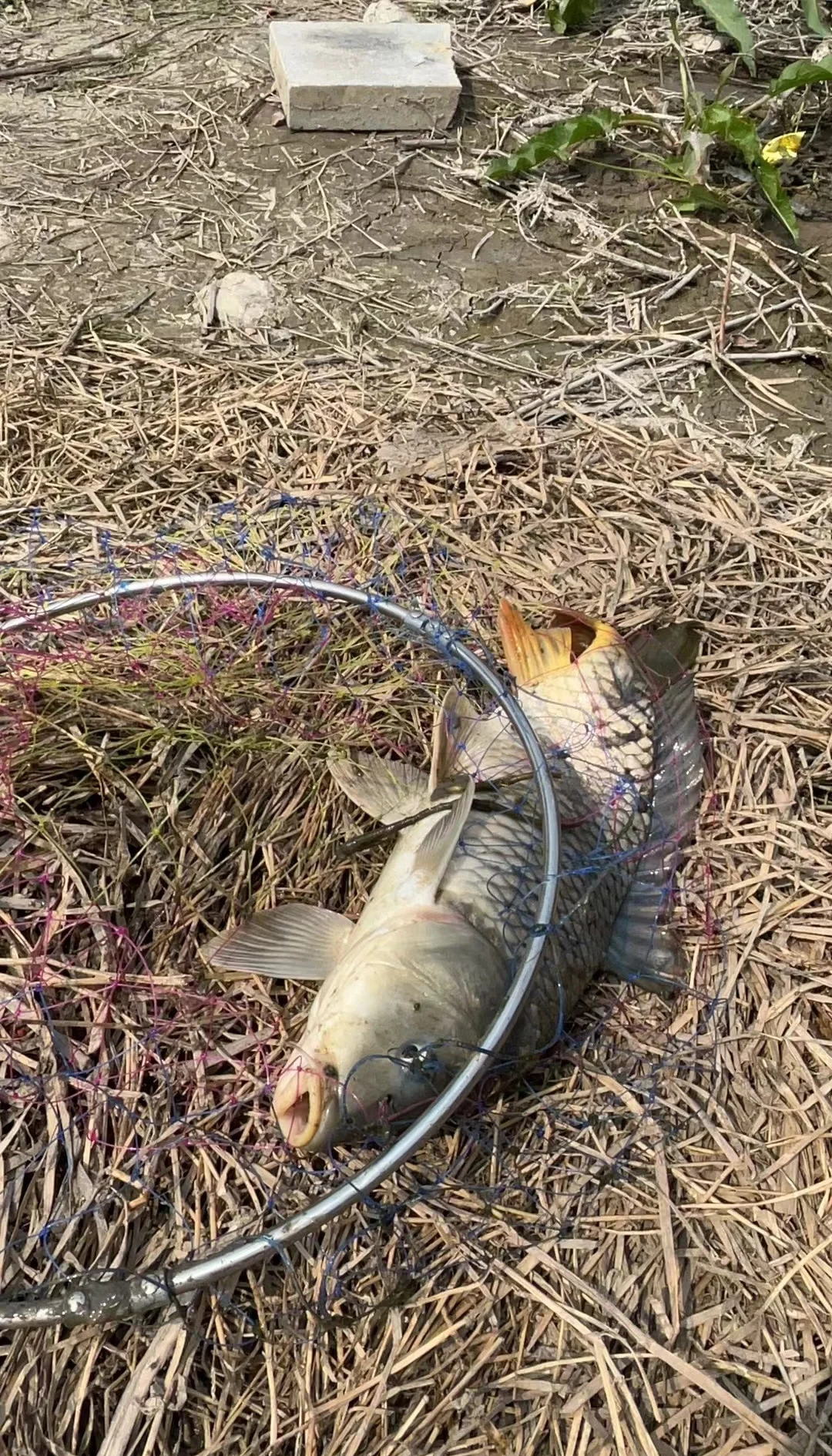 冬季野河里钓鲤鱼技巧(冬天野河钓鲤鱼用什么方法才能钓到) 冬季野河里钓鲤鱼技巧(冬天野河钓鲤鱼用什么方法才能钓到)