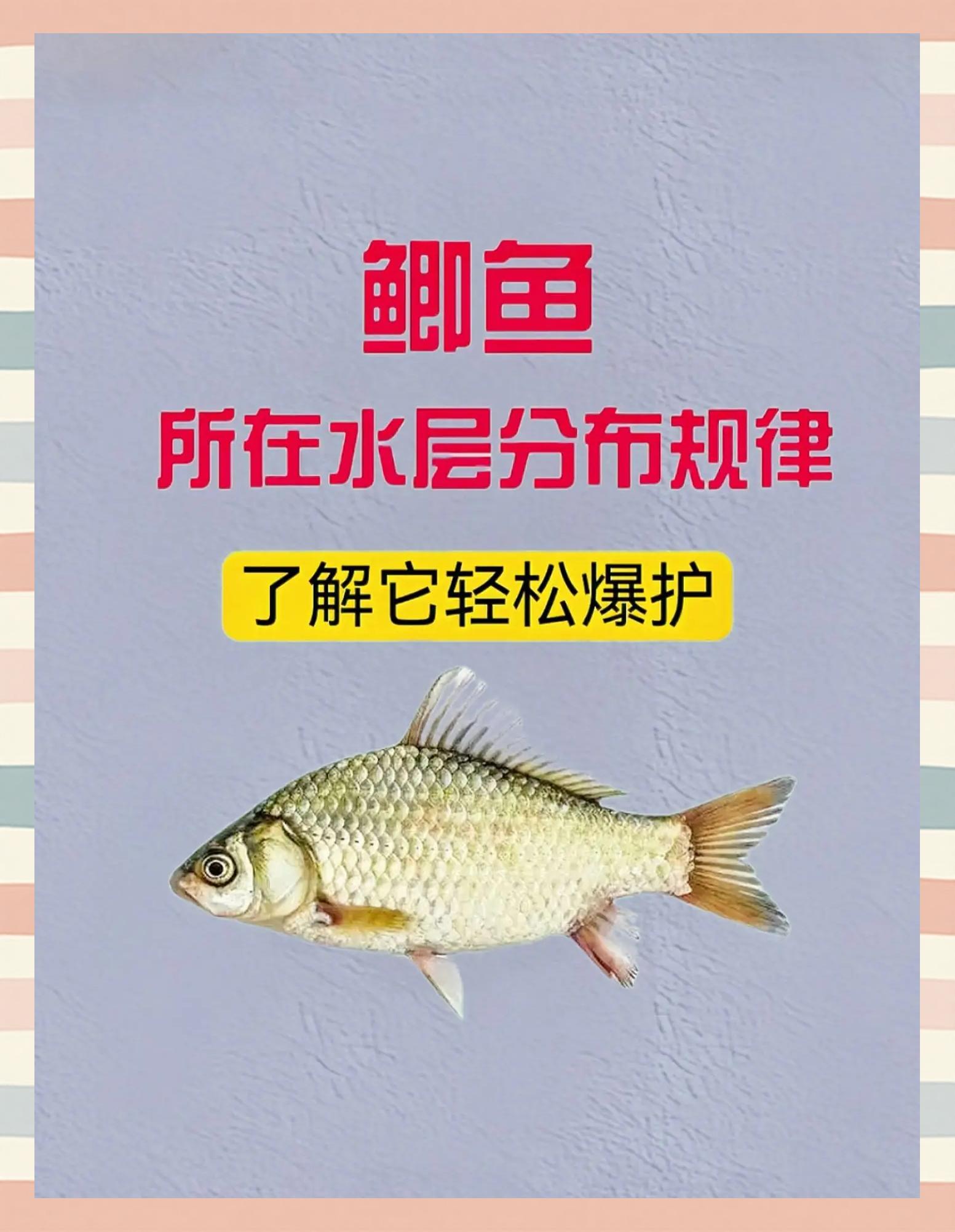 春季野河钓鲤鱼的技巧(野河钓鲤鱼最好的钓法) 春季野河钓鲤鱼的技巧(野河钓鲤鱼最好的钓法)
