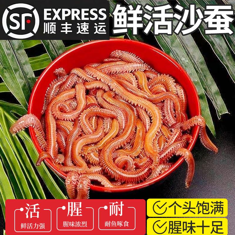 青岛海钓沙蚕(青岛挖沙蚕)