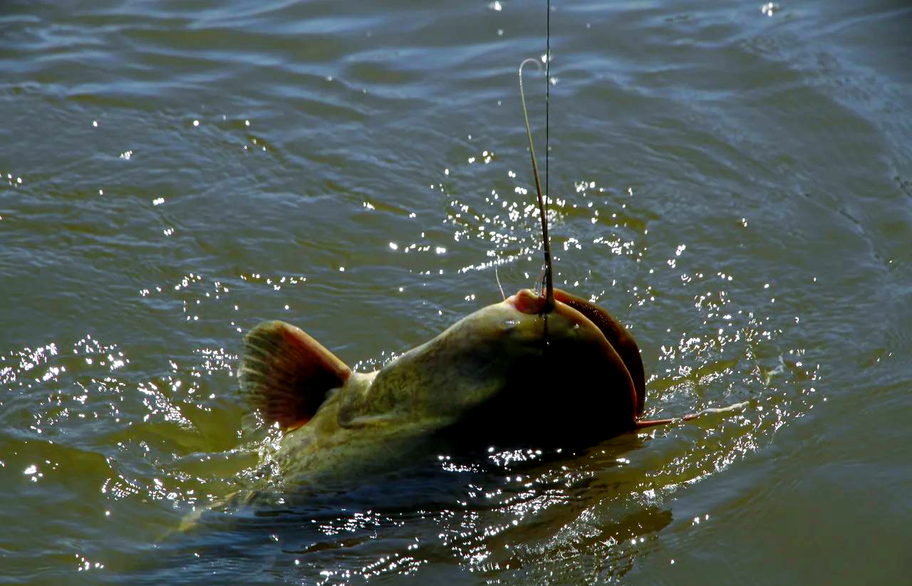 晚上江边钓鲶鱼技巧(晚上江边钓鲶鱼技巧和方法) 晚上江边钓鲶鱼技巧(晚上江边钓鲶鱼技巧和方法)
