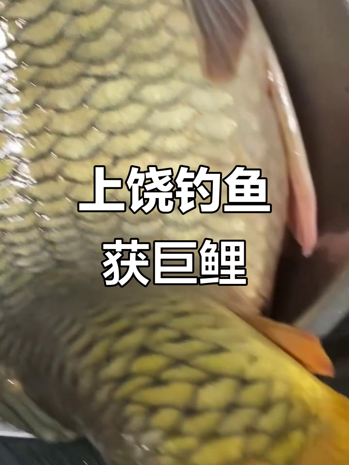 秋冬夜钓鲤鱼技巧视频(秋冬夜钓能钓到鲤鱼吗) 秋冬夜钓鲤鱼技巧视频(秋冬夜钓能钓到鲤鱼吗)