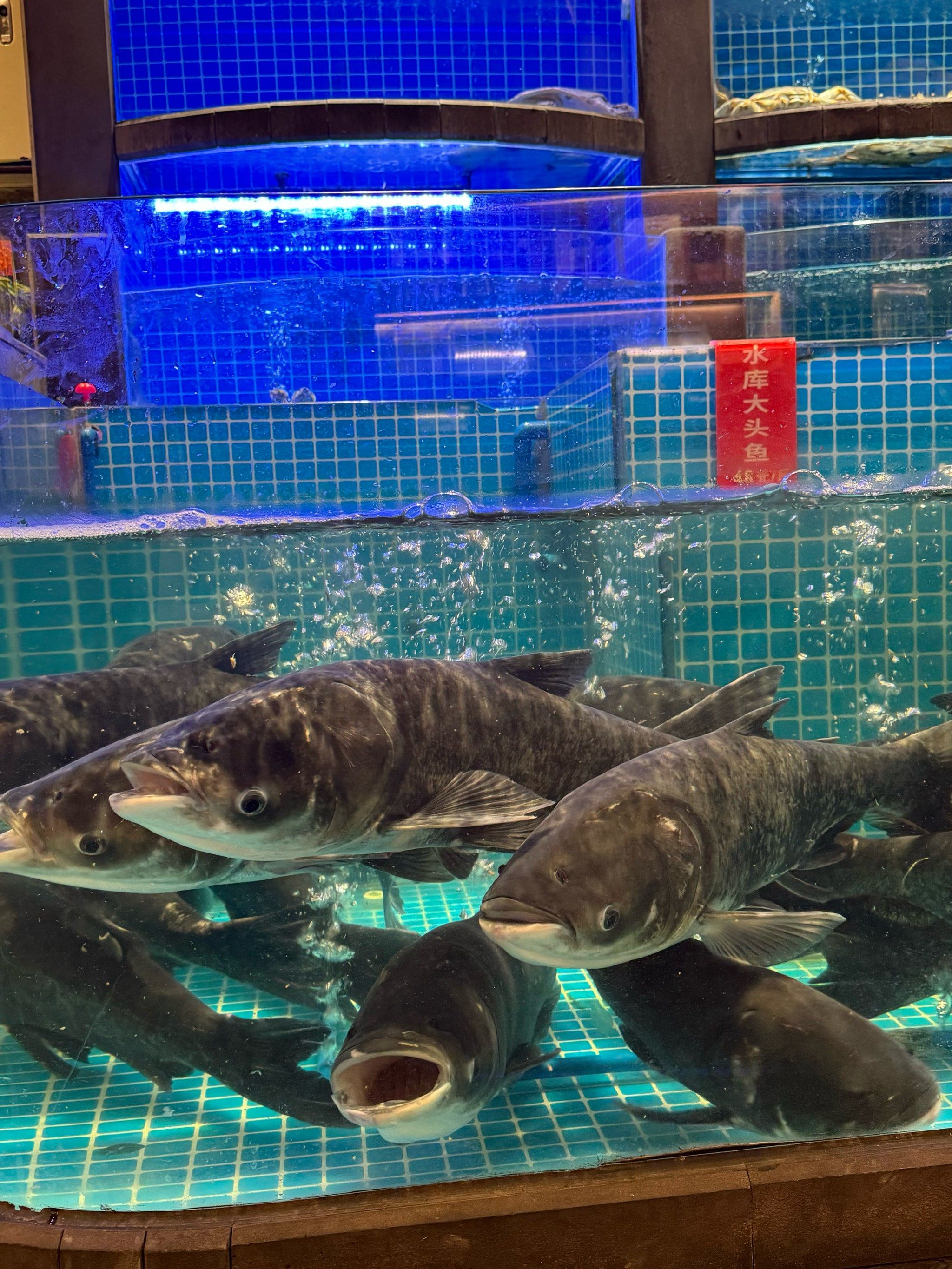 四海钓鱼大头(8位特级钓鱼大师名单)