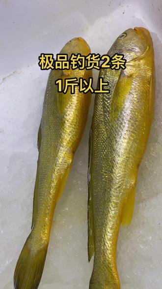 海钓黄鱼怎么保存(海里黄鱼怎么钓)