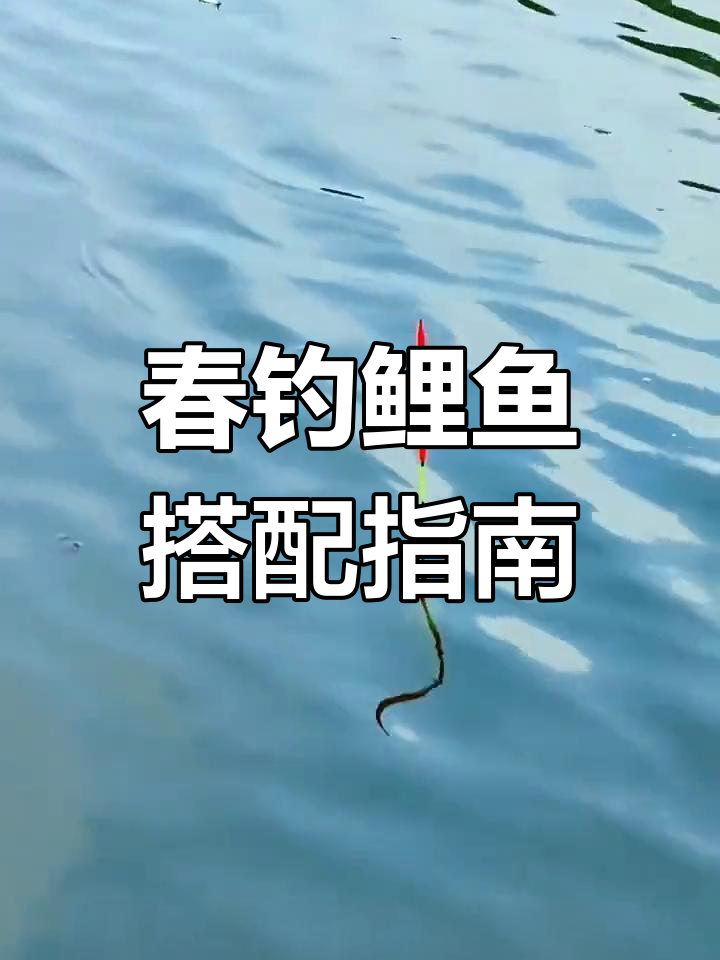 河里钓鲤鱼技巧(怎样在河里钓鲤鱼怎样调漂) 河里钓鲤鱼技巧(怎样在河里钓鲤鱼怎样调漂)