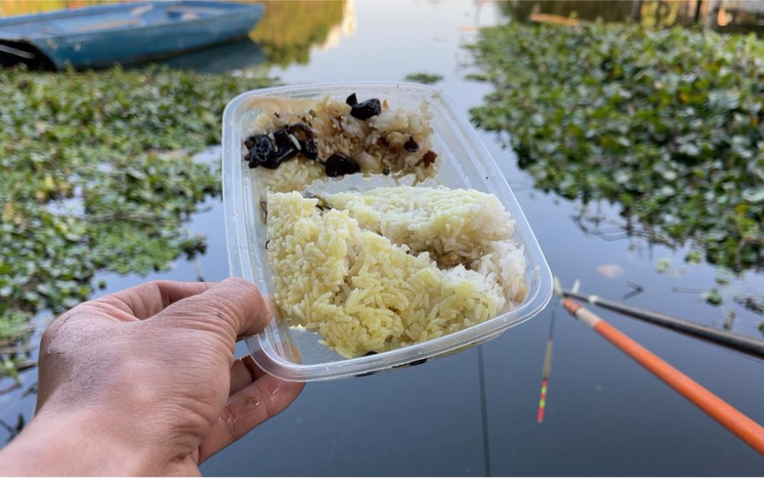 米饭能和饵料钓鱼吗(米饭能钓鱼嘛)