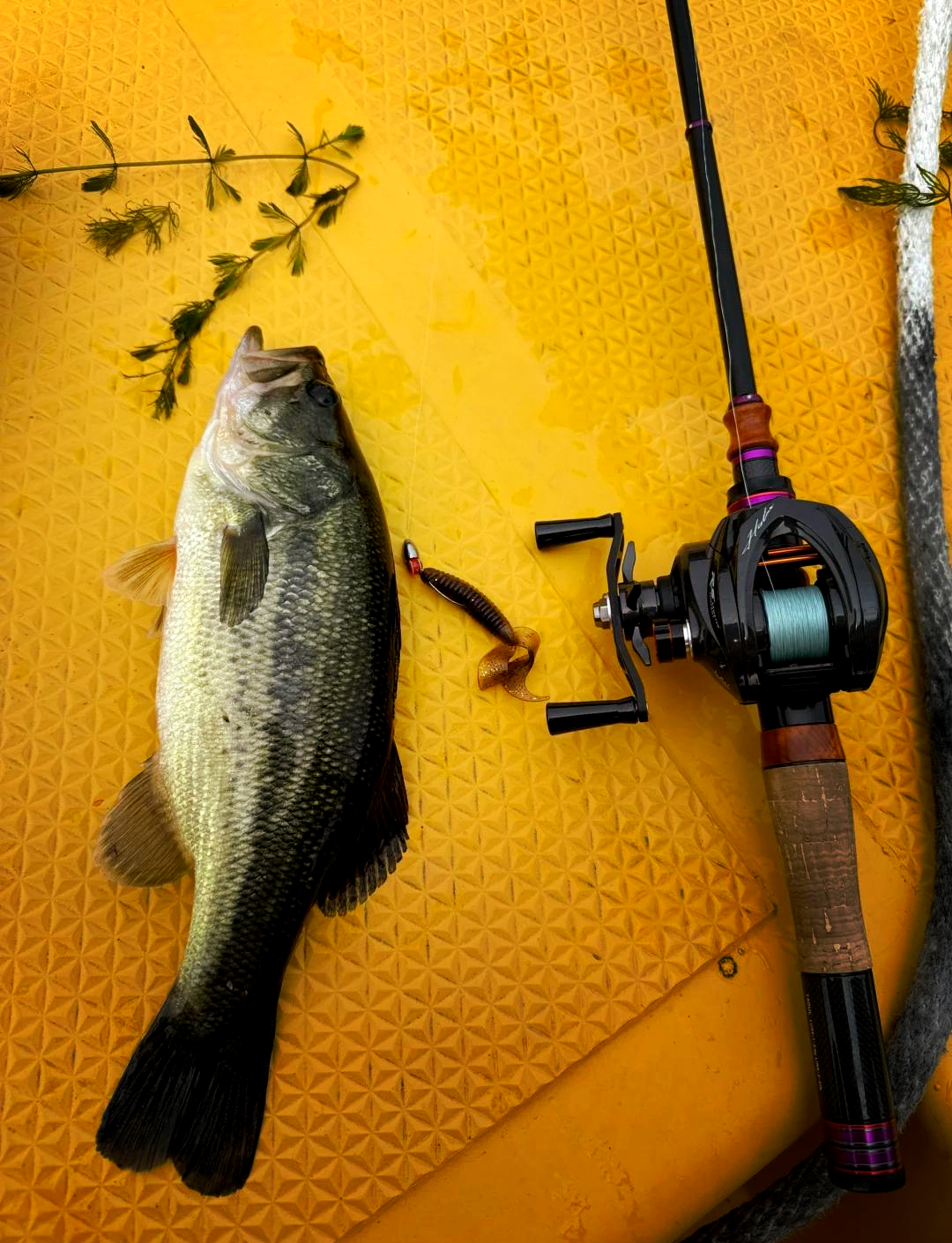 冬季路亚大口鲈鱼(冬季路亚鲈鱼视频)