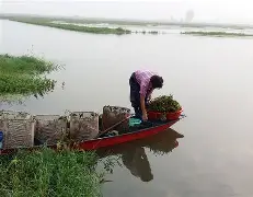 酱层肥水塘技巧(酱层厚怎么钓鱼)