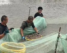 酱层肥水塘技巧(酱层厚怎么钓鱼)
