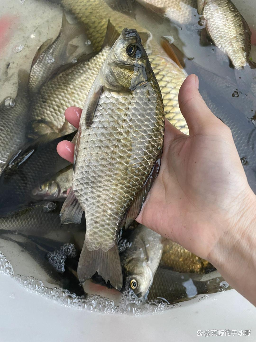 饵料打细鲫鱼(饵料打细鲫鱼好钓吗)
