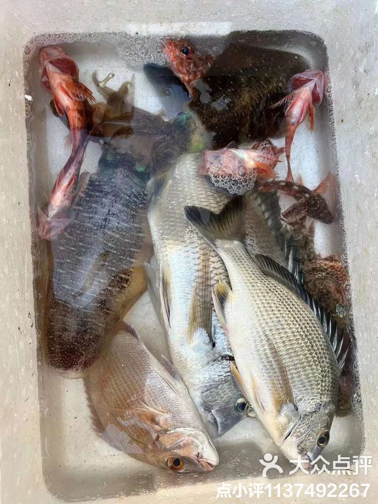 海钓小听(海钓小视频推荐)