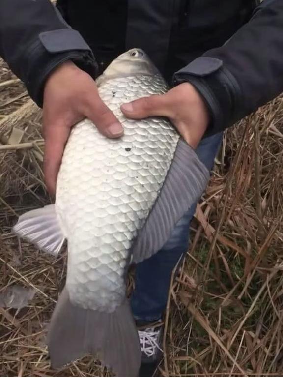 正月江苏钓鲫鱼技巧(孟晚舟的观后感100字)