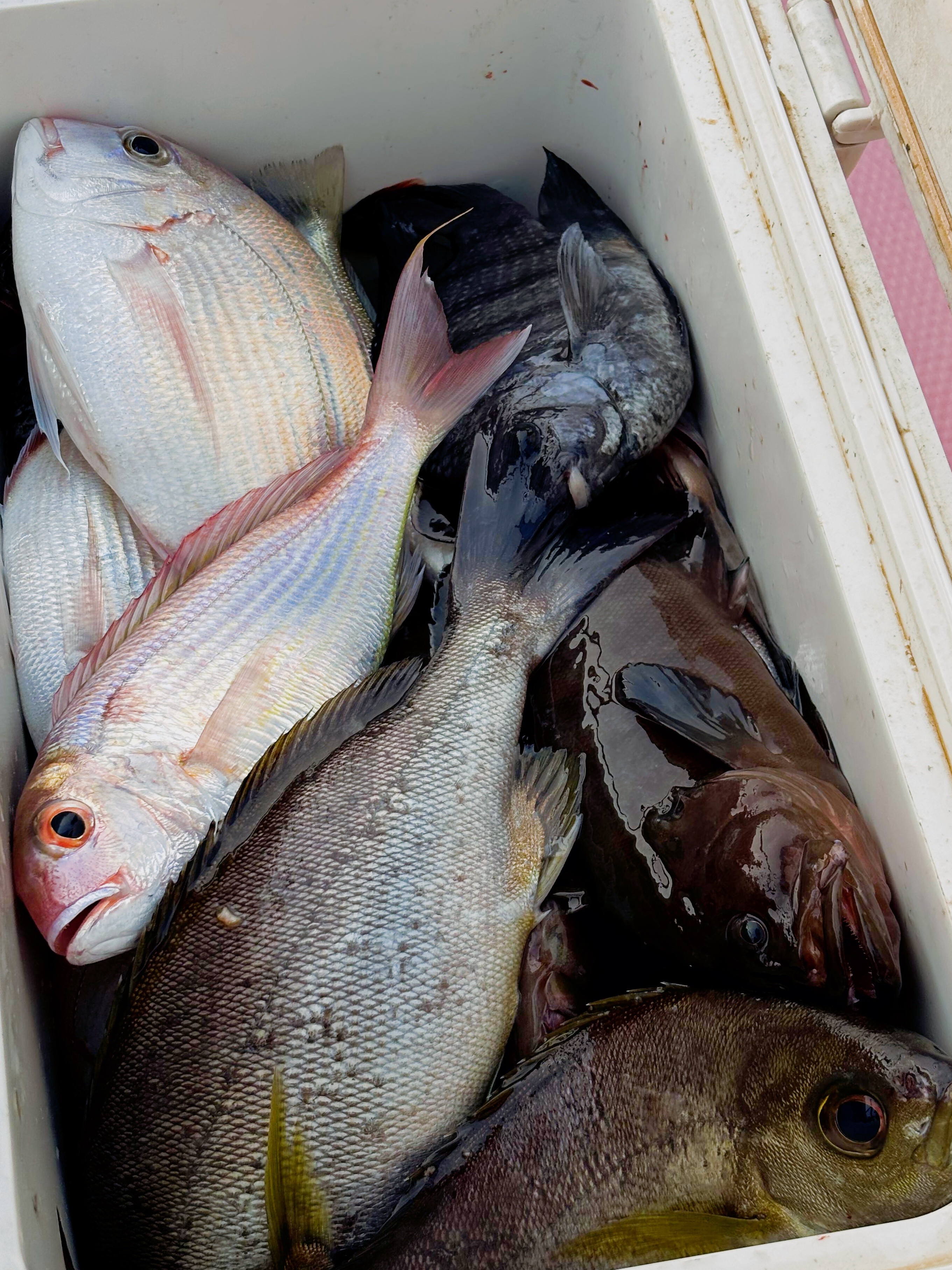 防城港海钓接待(防城港海钓船联系方式)