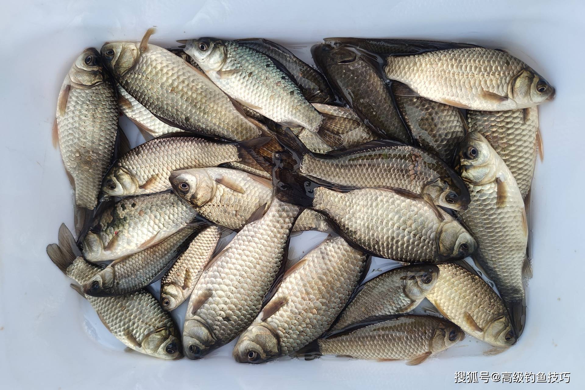 中秋过后钓鱼技巧(中秋过后钓鱼技巧图解)