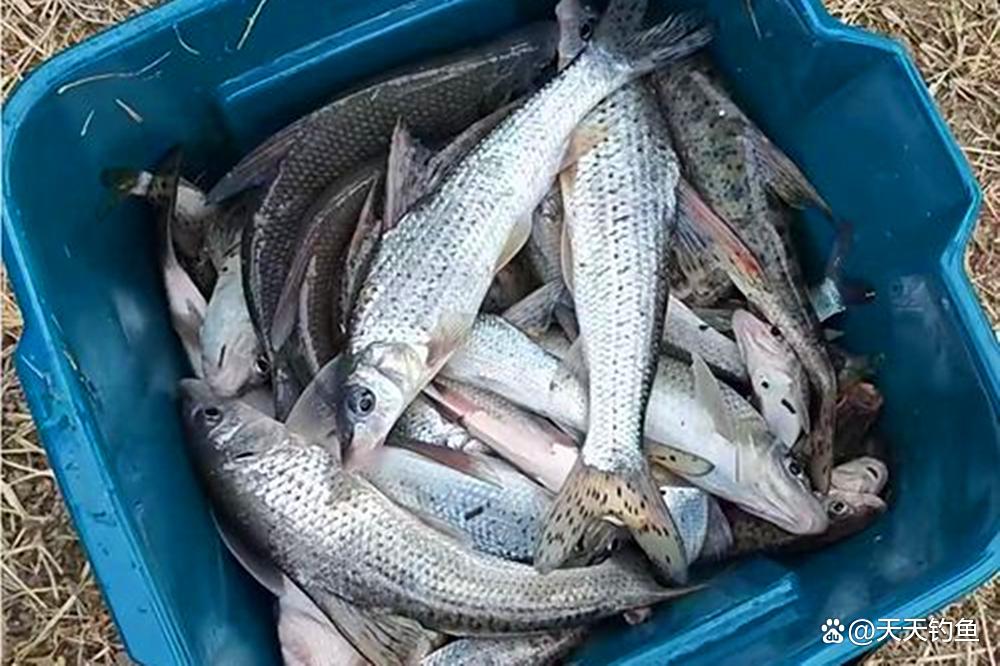 冬季钓花骨鱼技巧(钓花骨鱼最佳季节和垂钓时间)