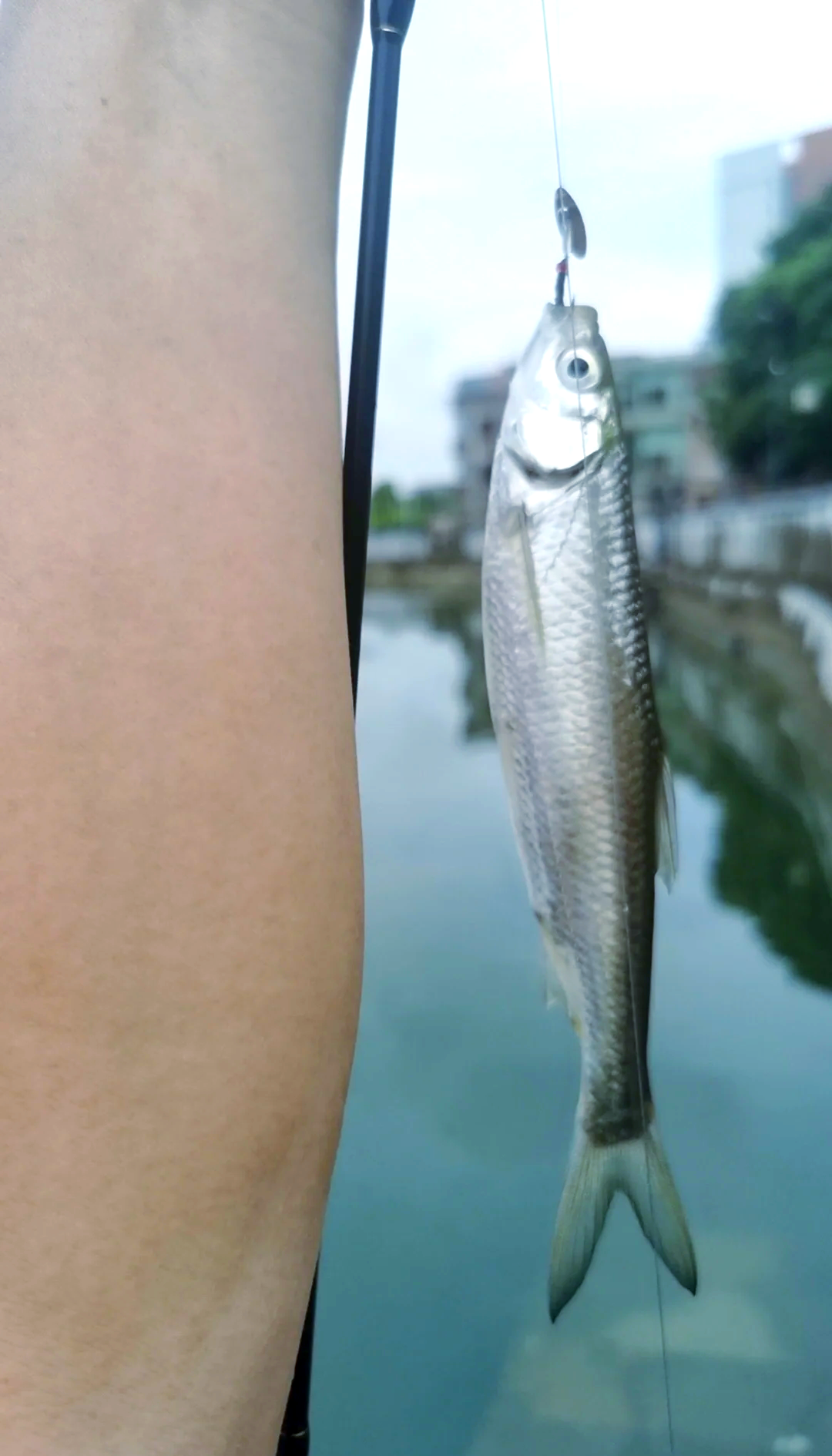 路亚刷白条(路亚白条用什么装备) 路亚刷白条(路亚白条用什么装备)