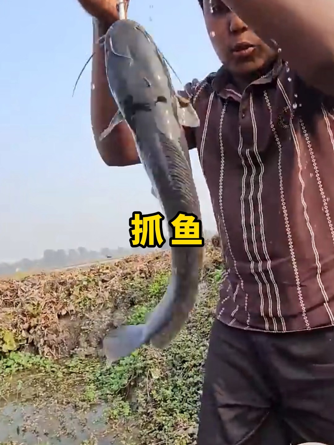 抓鲶鱼技巧(如何抓鲶鱼)