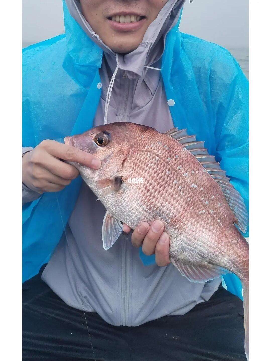 路亚真鲷鱼(路亚竿m调能飞几斤鱼) 路亚真鲷鱼(路亚竿m调能飞几斤鱼)