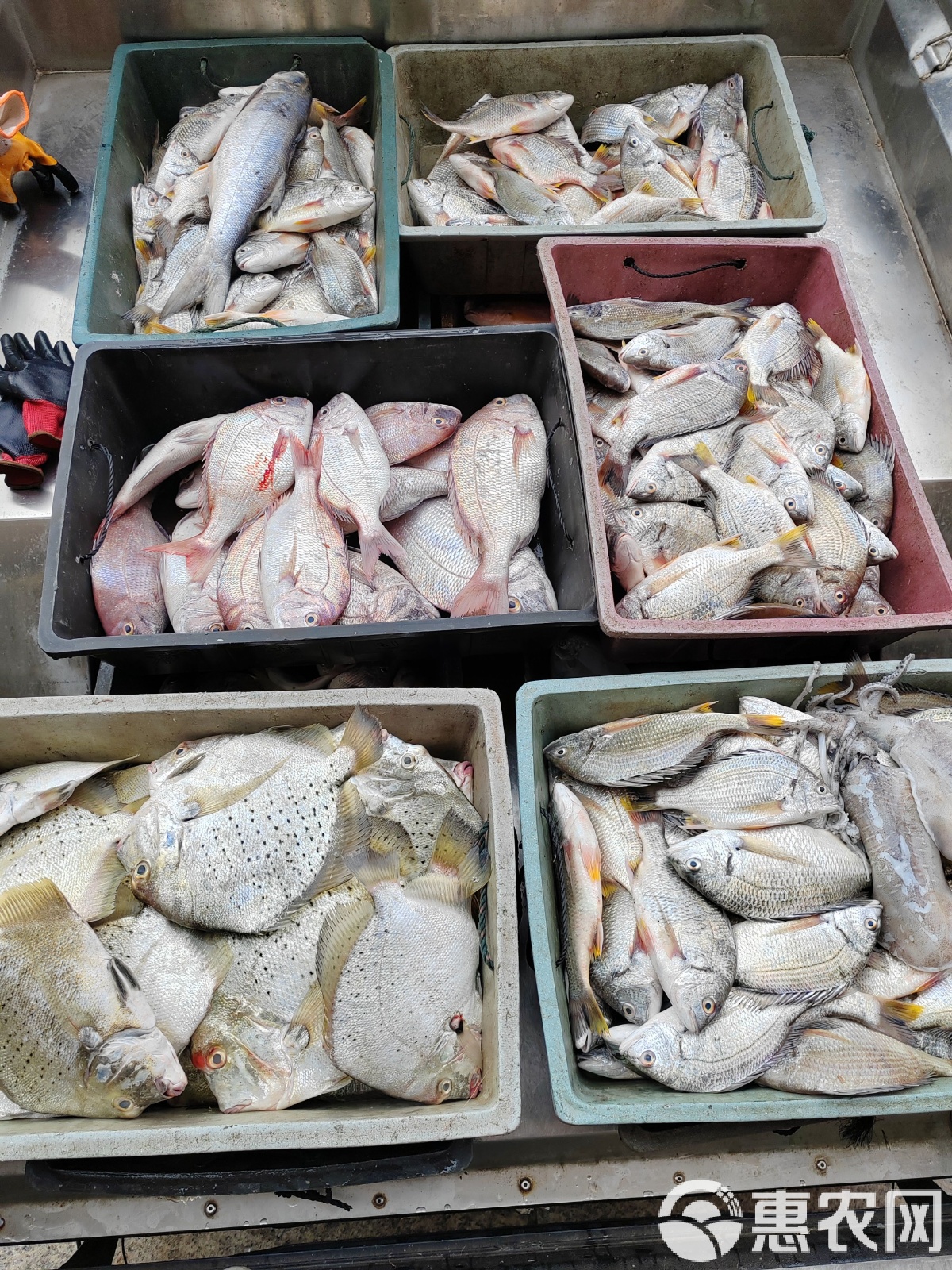 路亚真鲷鱼(路亚竿m调能飞几斤鱼) 路亚真鲷鱼(路亚竿m调能飞几斤鱼)