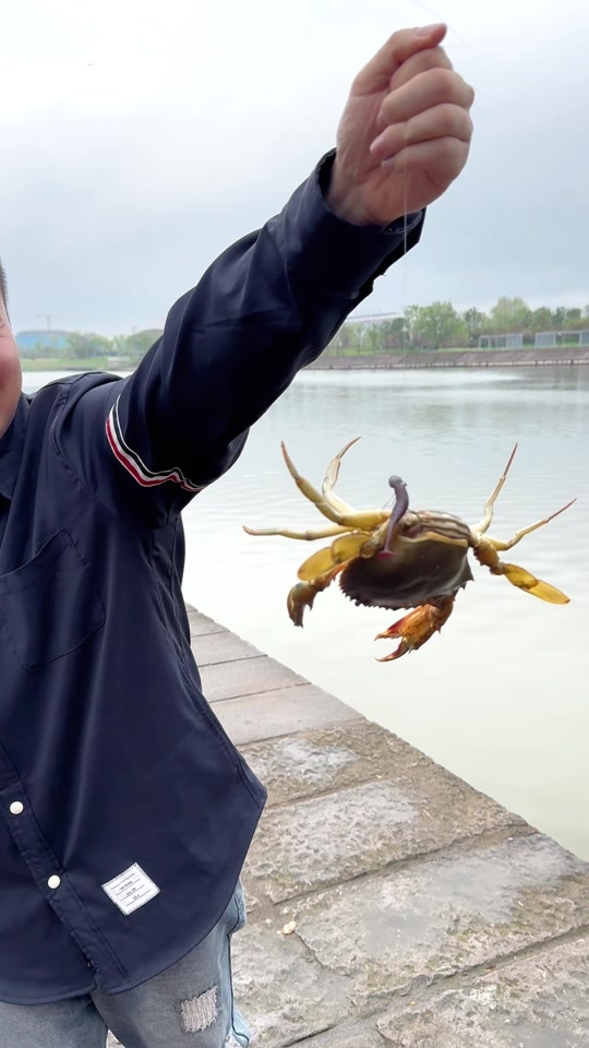 七里海钓螃蟹视频(七里海钓螃蟹视频播放)