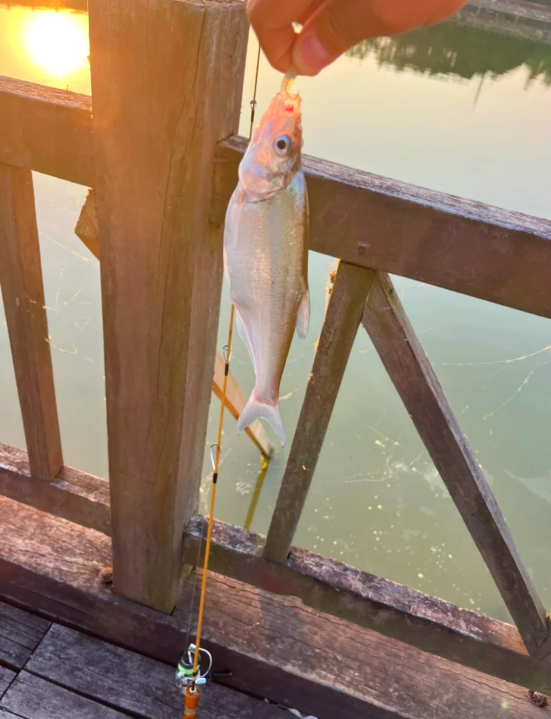 青稍路亚竿(如何路亚青稍)