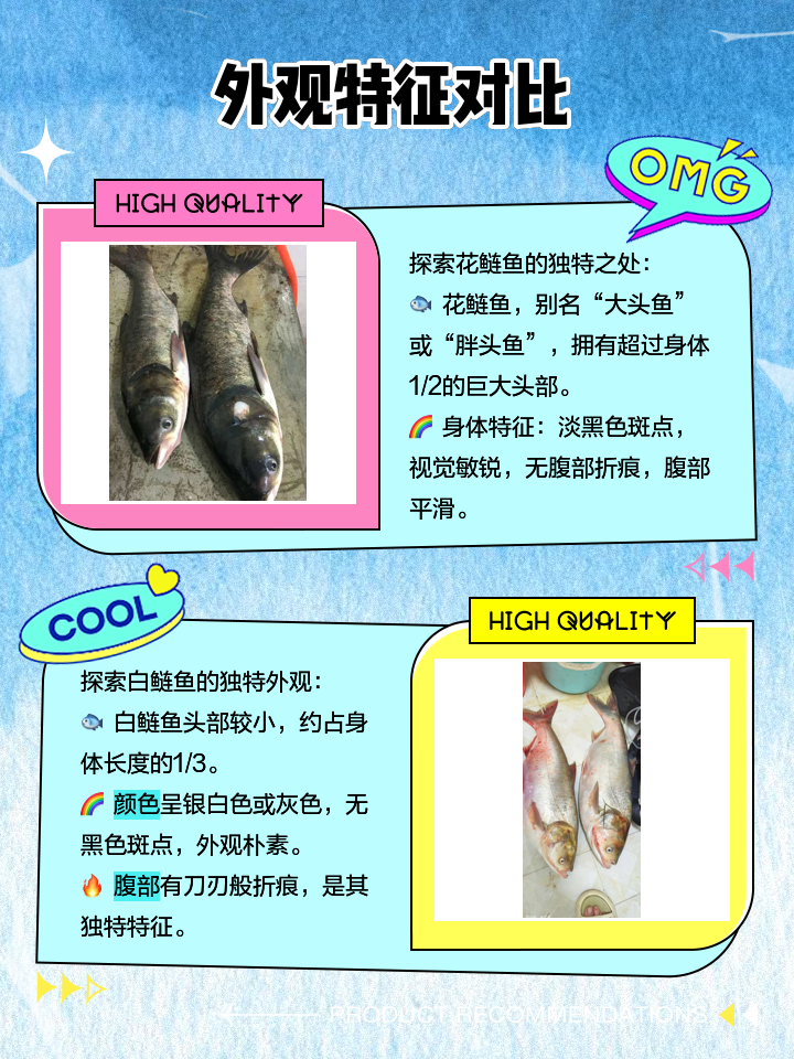 雨天钓花白鲢技巧(雨天钓花白鲢技巧和方法)