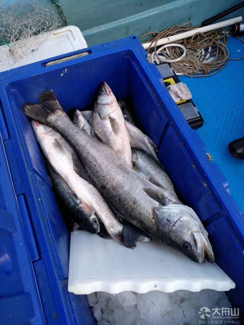 沈家门海钓攻略(沈家门出海捕鱼一日游) 沈家门海钓攻略(沈家门出海捕鱼一日游)