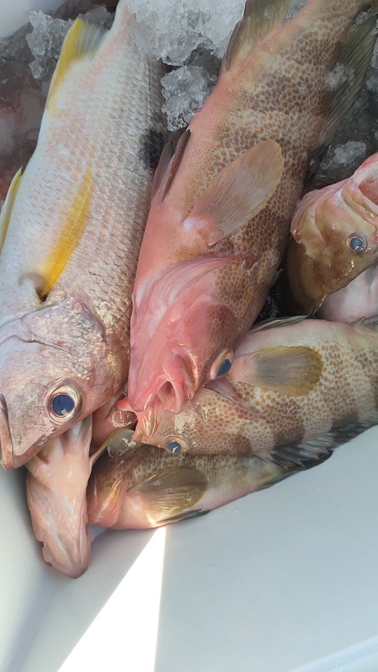 天津船钓海钓鲈鱼(天津船钓海钓鲈鱼的地方)