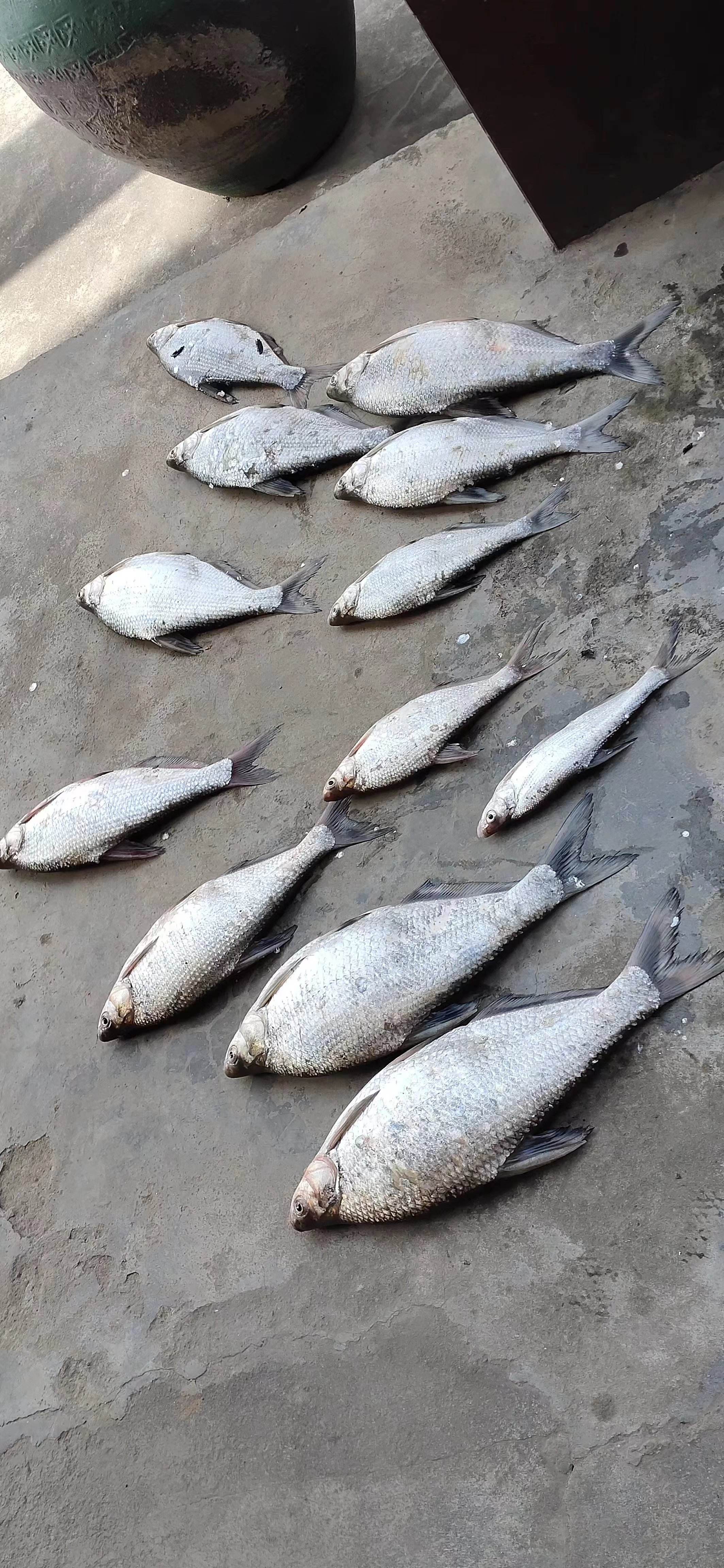 路亚专用碳线(路亚碳线哪个牌子好) 路亚专用碳线(路亚碳线哪个牌子好)