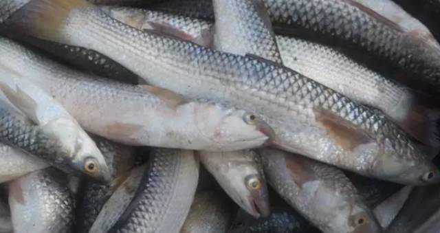 路亚淄鱼(路亚 鱼)