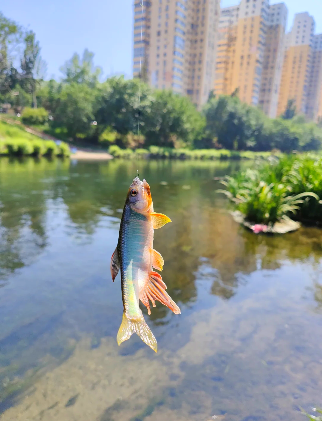 桃花鱼路亚(怎么钓桃花鱼)