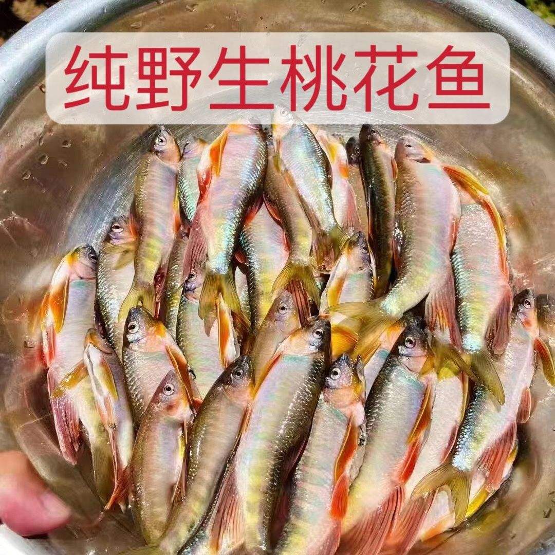 桃花鱼路亚(怎么钓桃花鱼)
