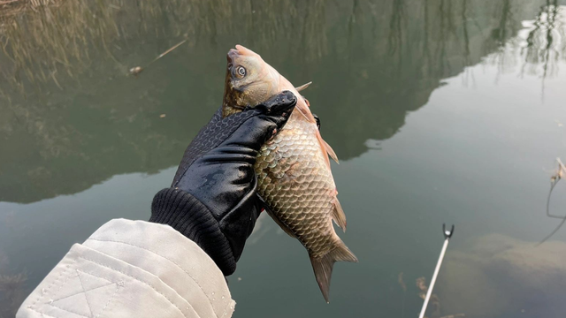 冬未上海钓鱼(上海钓鱼网官网)