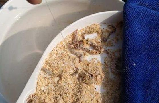 晚秋野钓打窝技巧(晚秋钓大鱼)