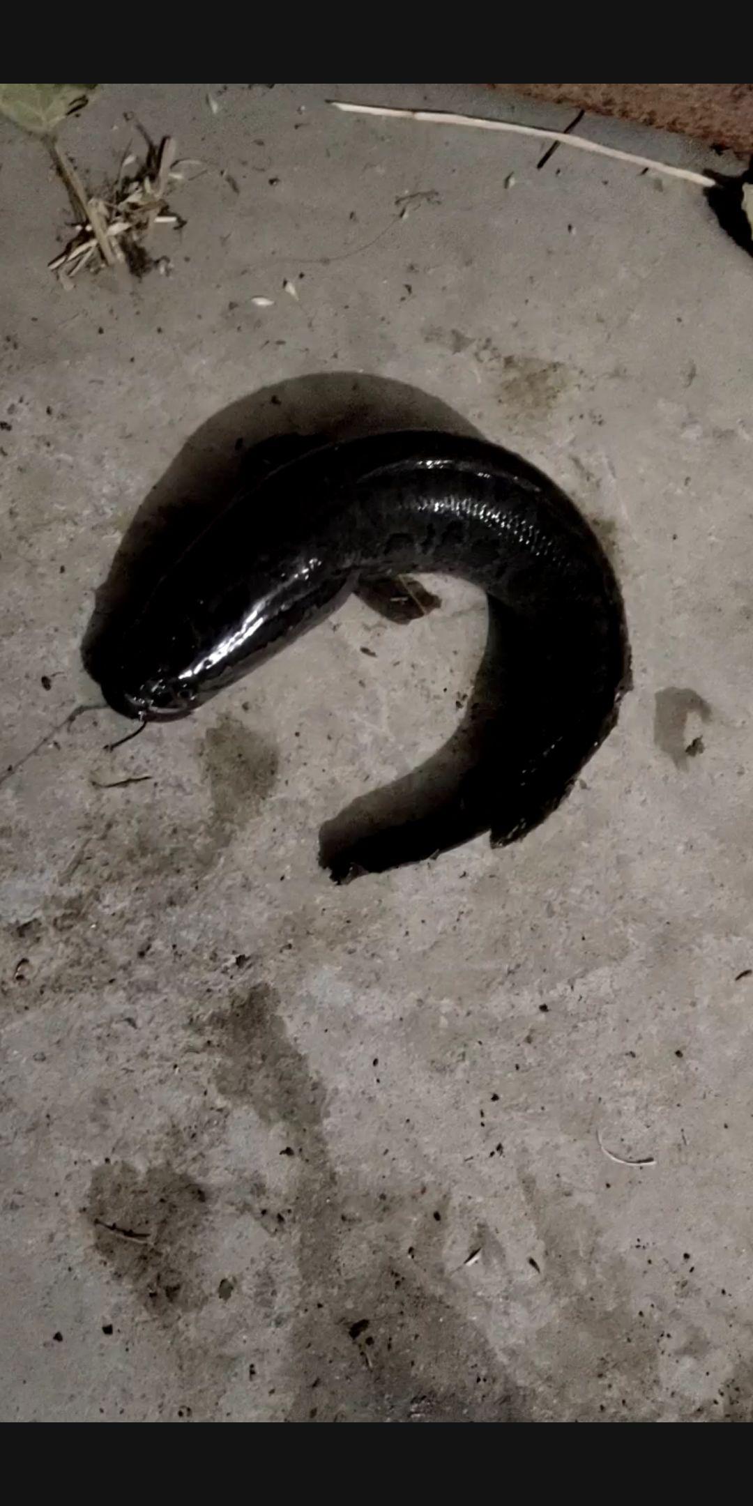 路亚钓鱼入门黑鱼(路亚黑鱼的钓法钓黑鱼技巧)