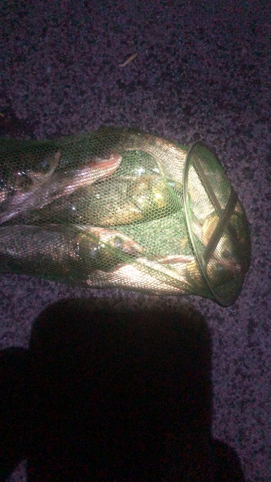 秋天夜钓鳙鱼技巧(秋天夜钓鲢鳙钓深还是钓浅)