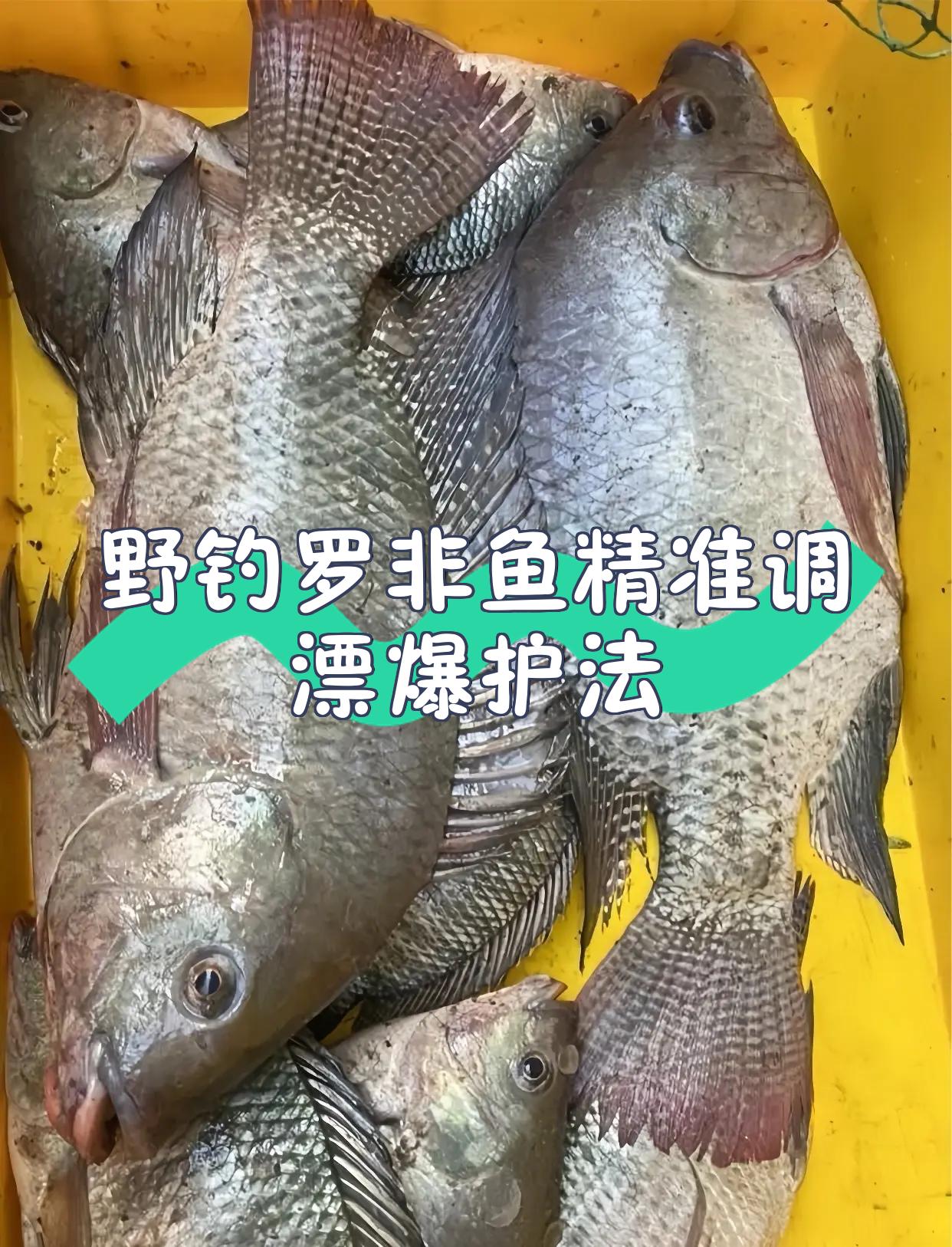 野钓罗非调漂技巧(野钓罗非怎么调漂)