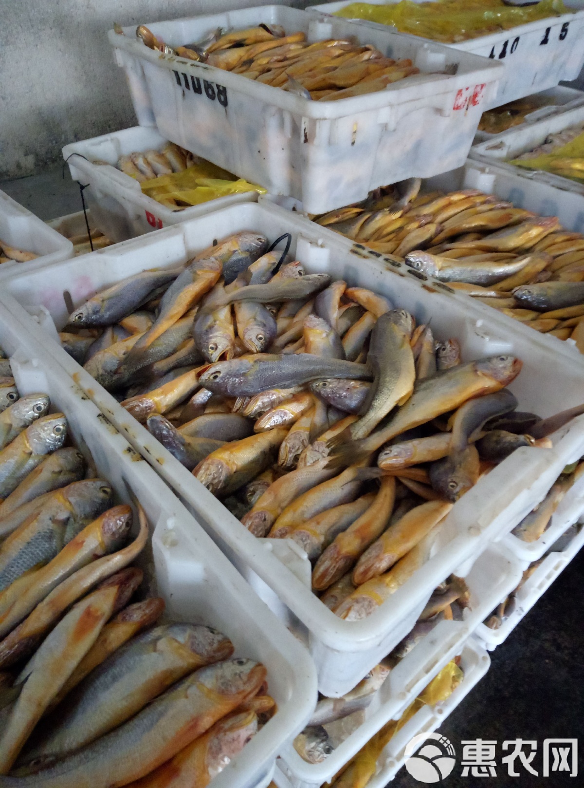 路亚白鲳鱼(路亚白鲳鱼用几号线)