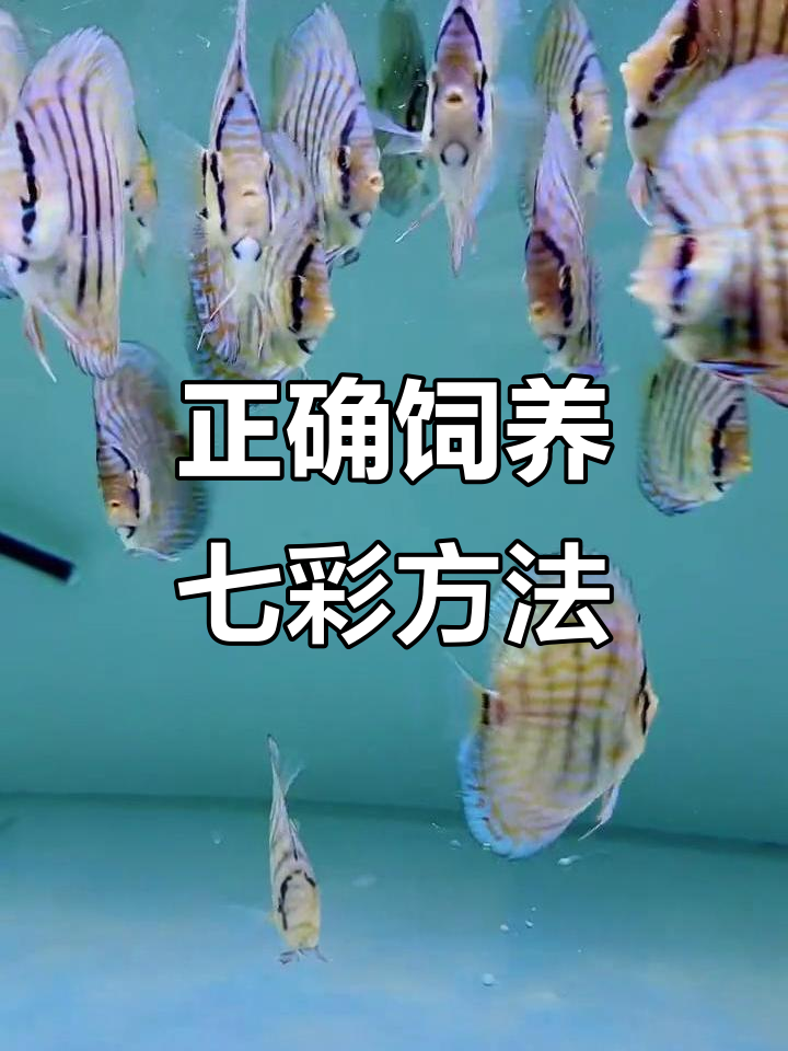 什么鱼技巧(啥鱼厉害)