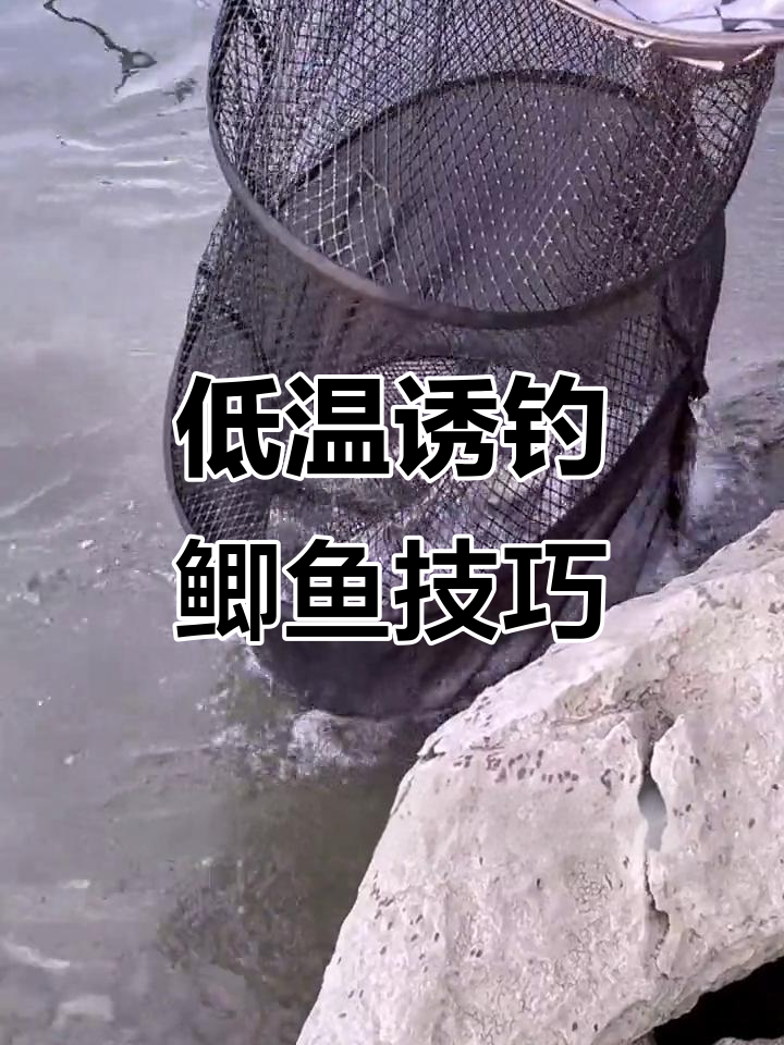 冬天饵料钓鲫鱼(冬天饵料钓鲫鱼,鱼口不明显怎么办)