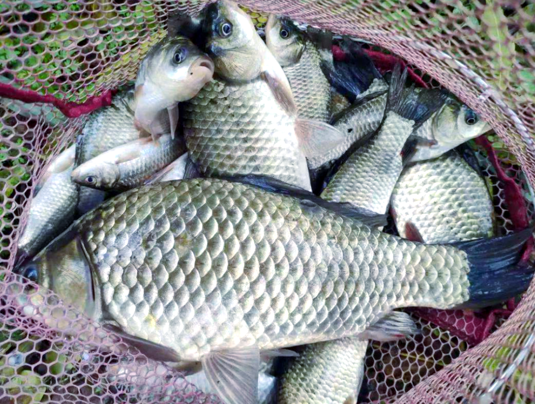 冬天饵料钓鲫鱼(冬天饵料钓鲫鱼,鱼口不明显怎么办)