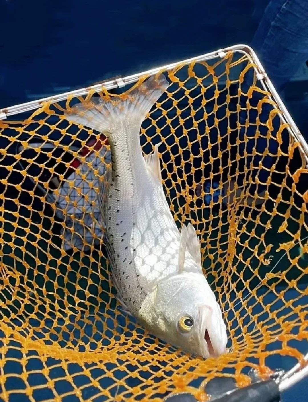 文昌海钓费用(文昌 海钓) 文昌海钓费用(文昌 海钓)