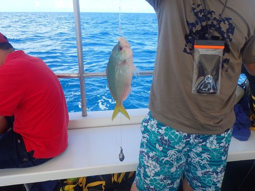 海钓拖线钓视频(海钓和拖钓区别)