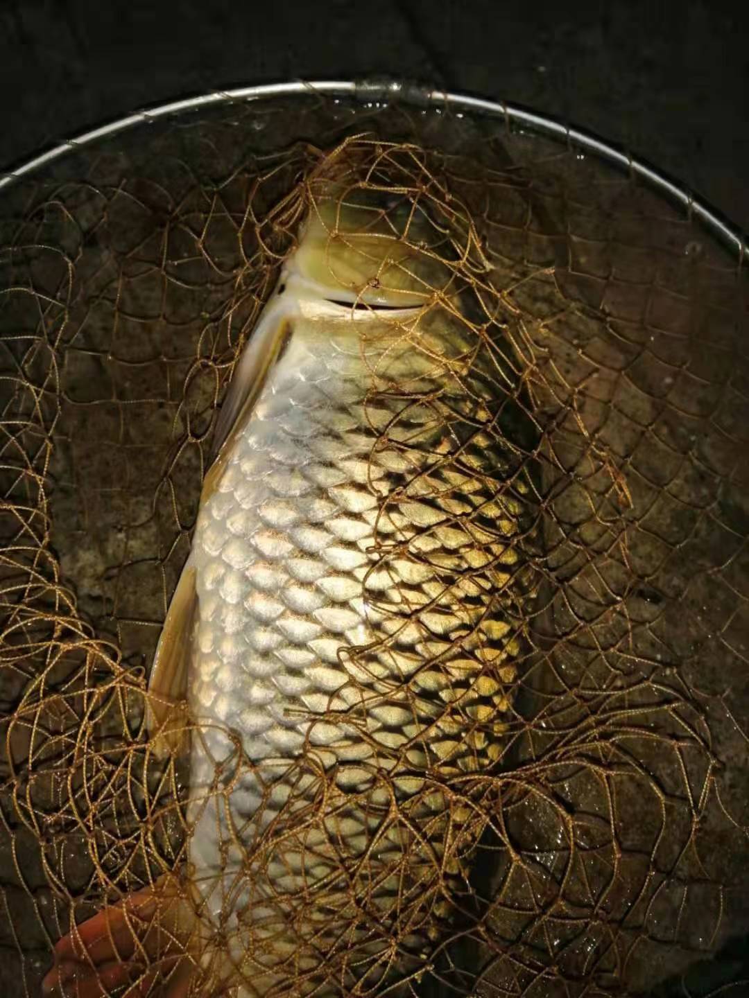 地瓜饵料钓鱼视频(用地瓜钓鱼)