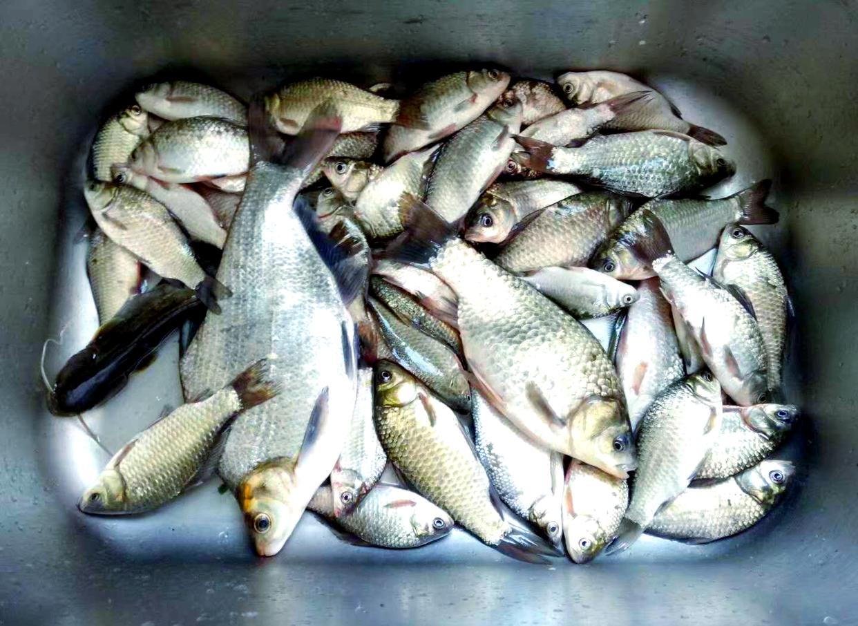 地瓜饵料钓鱼视频(用地瓜钓鱼)