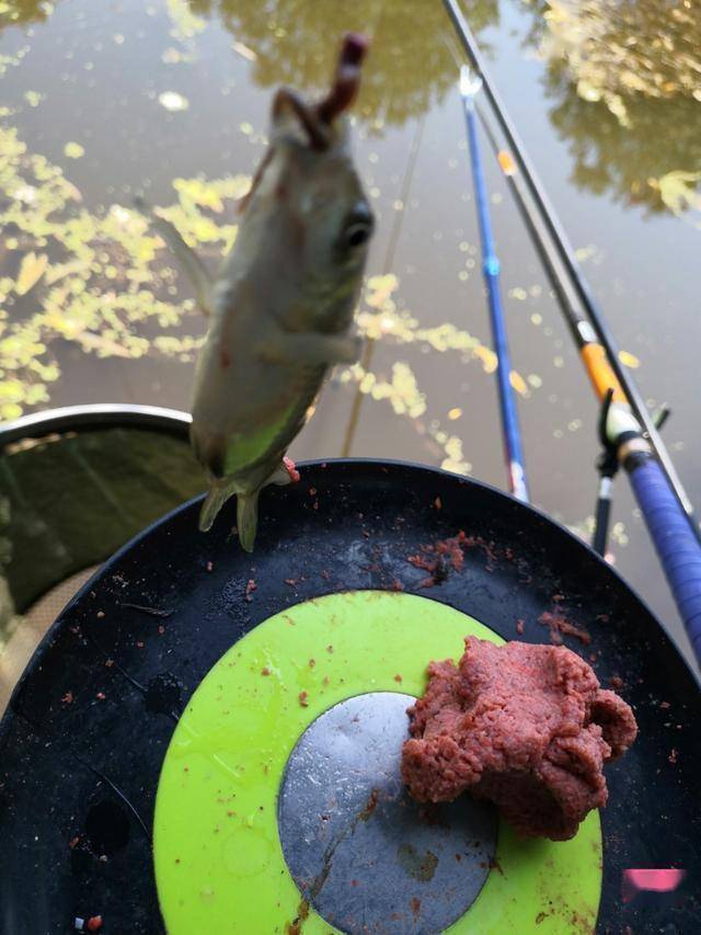 路亚饵杂烩图片(星露谷大眼鱼wiki)