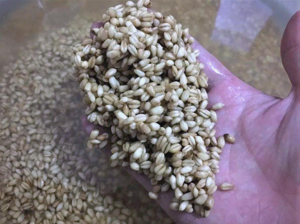 纯谷物在饵料中的用量(纯谷物在饵料中的用量是多少)