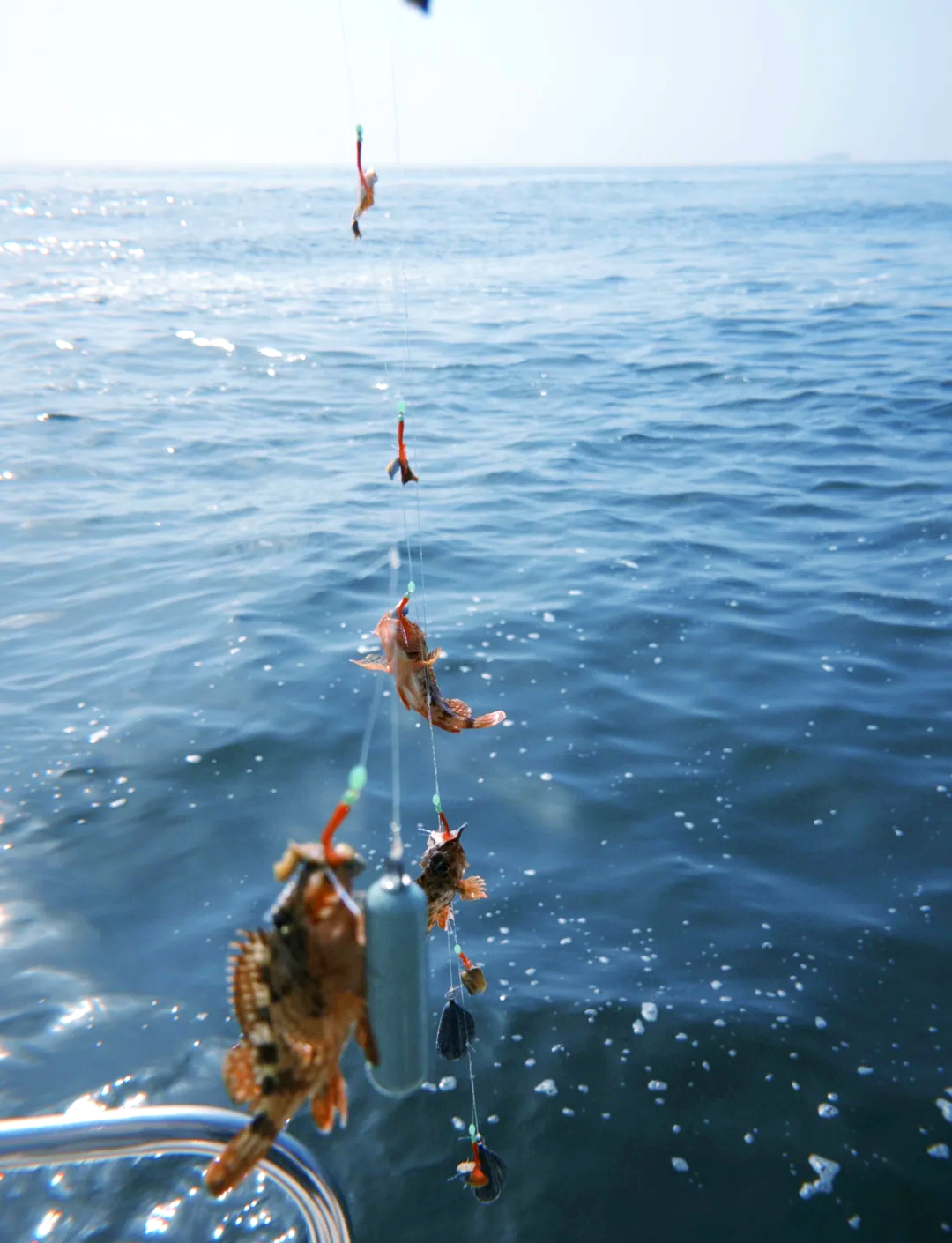 上海东海钓鱼(东海海钓价格)