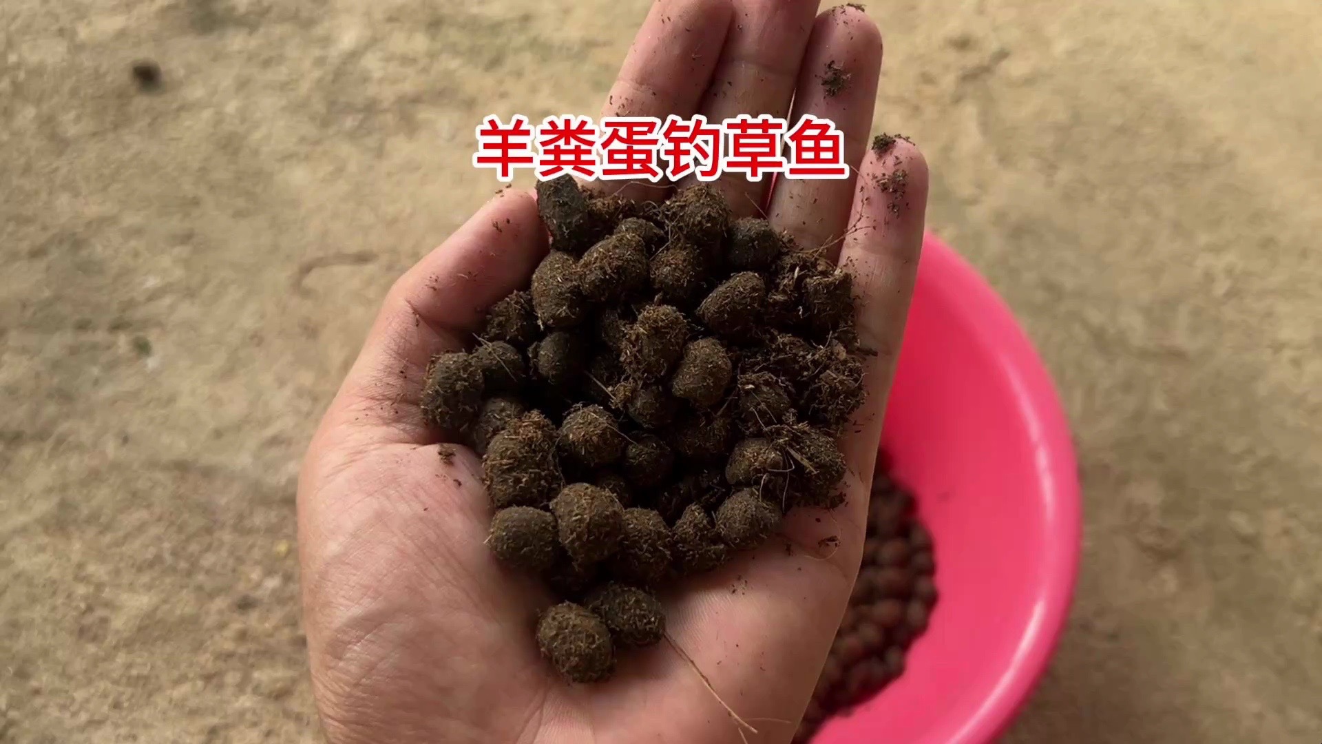 早春钓草鱼玉米饵料(野钓草鱼,原来玉米并不是首选!)