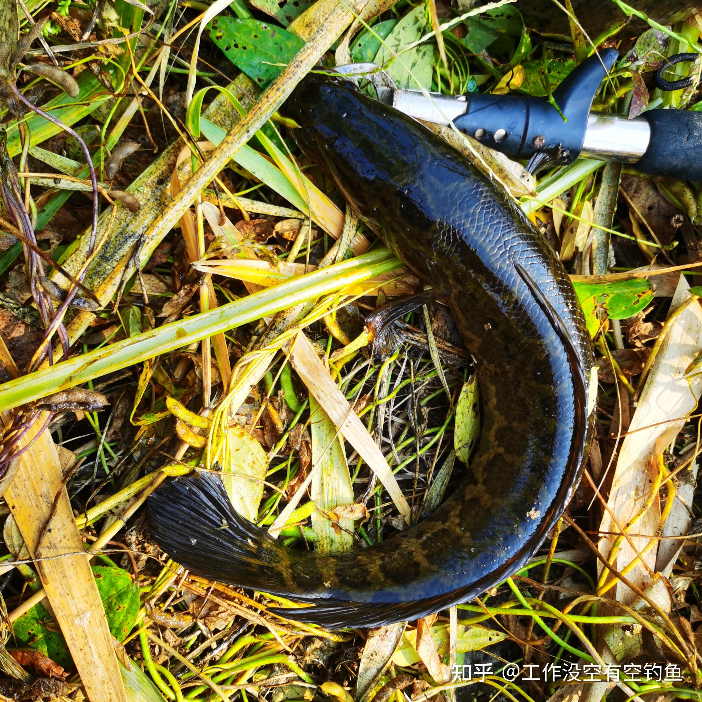 豫东地区路亚黑鱼(路亚黑鱼有口不中鱼的原因)